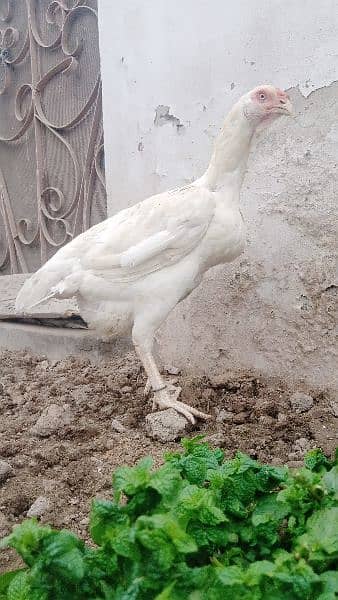 Sindhi Long height Heera Chicks for sale 1
