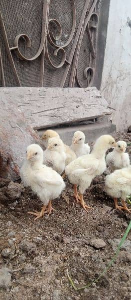 Sindhi Long height Heera Chicks for sale 5
