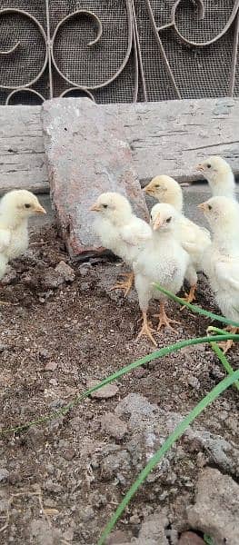 Sindhi Long height Heera Chicks for sale 8