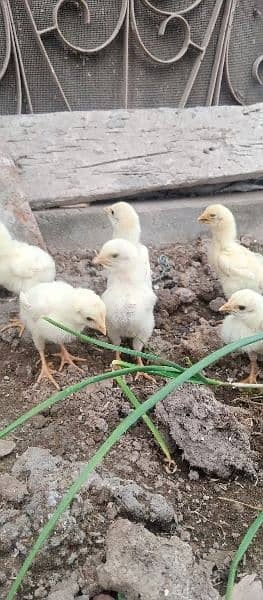 Sindhi Long height Heera Chicks for sale 10
