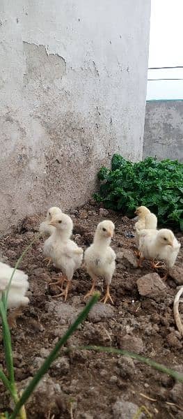 Sindhi Long height Heera Chicks for sale 11