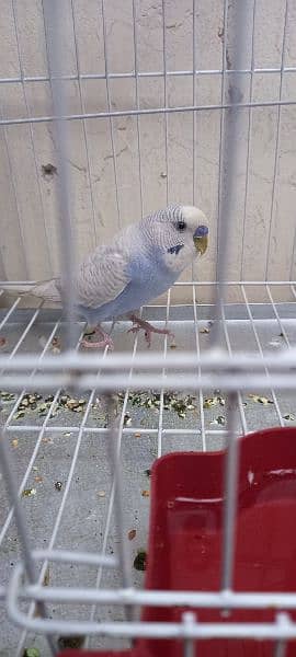 rare colors sky blue budgie parrot pair with cage 4