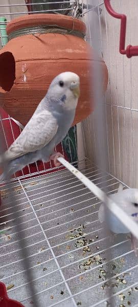 rare colors sky blue budgie parrot pair with cage 5
