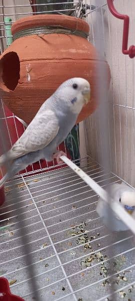 rare colors sky blue budgie parrot pair with cage 6