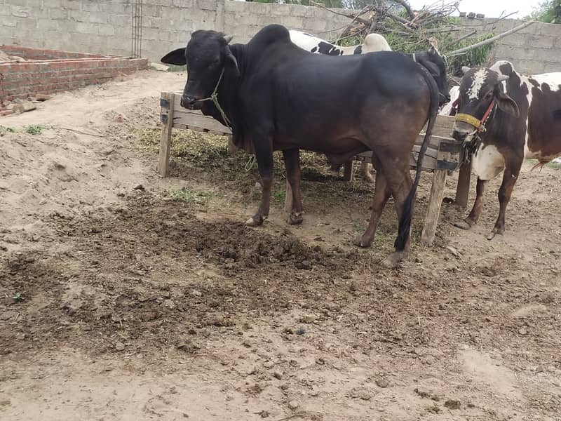 Bull for sale / cow for sale / Qurbani for sale 5