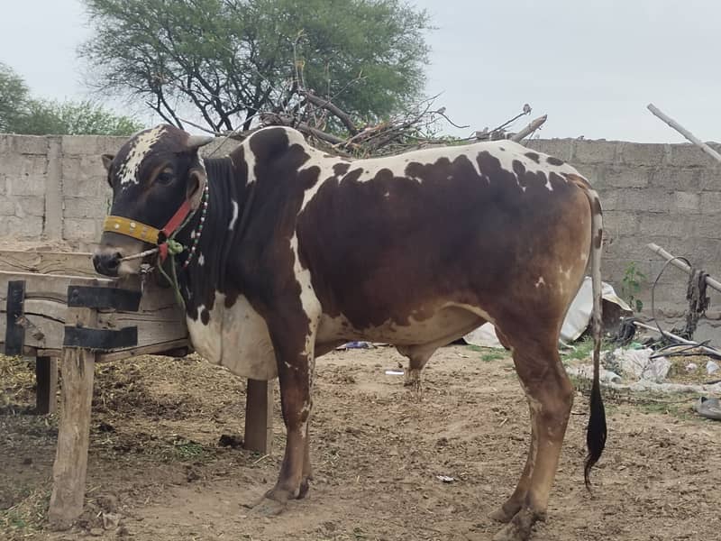 Bull for sale / cow for sale / Qurbani for sale 6