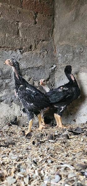 Shamo cross chicks for sale in reasonable price 3