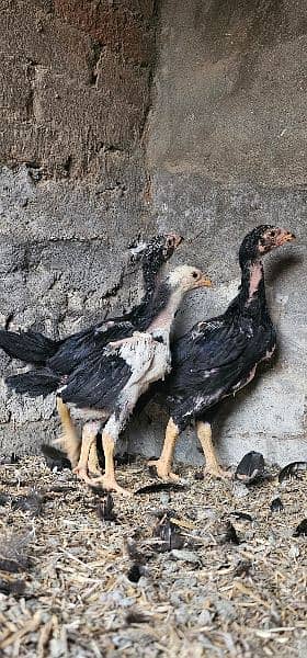 Shamo cross chicks for sale in reasonable price 1