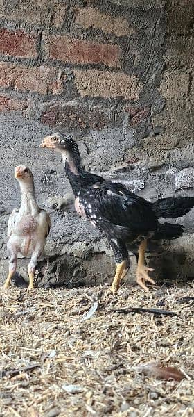 Shamo cross chicks for sale in reasonable price 6