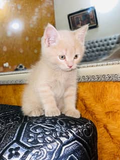Persian Kitten For Sale 0