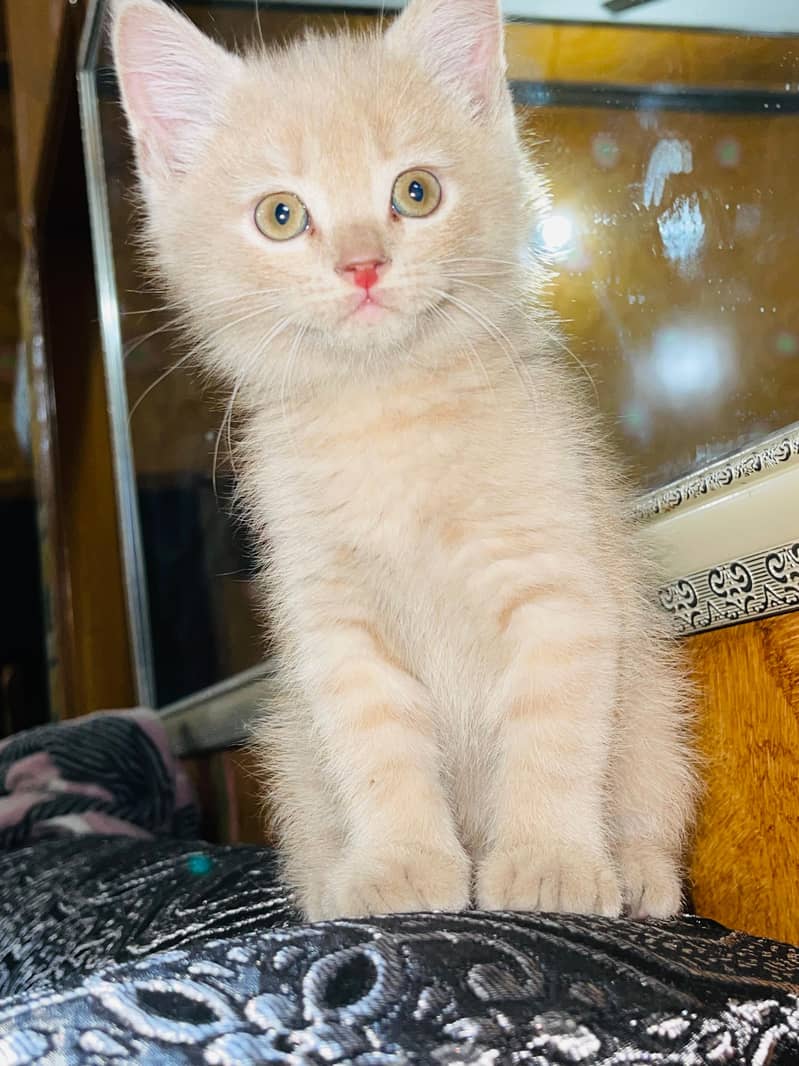 Persian Kitten For Sale 2