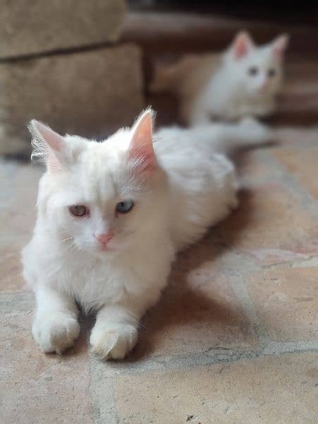persian cats pair 3