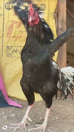 DESI MISRI AND ASELL LASSANI MALE OR HEN  FOR SALE