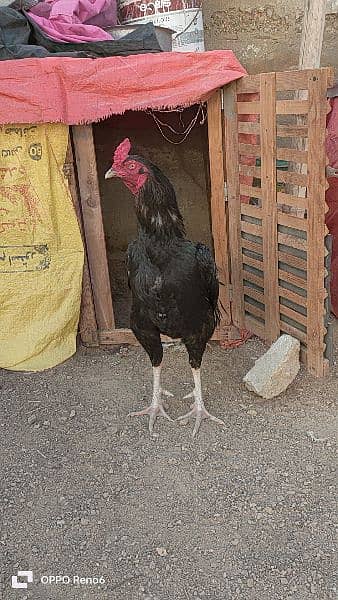 DESI MISRI AND ASELL LASSANI MALE OR HEN  FOR SALE 3