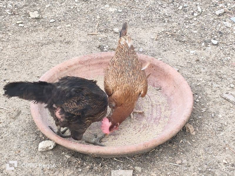 DESI MISRI AND ASELL LASSANI MALE OR HEN  FOR SALE 10