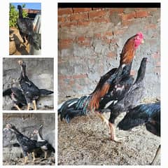 Shamo cross chicks for sale in reasonable price 0