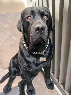 STUD Labrador Dog - No Charges