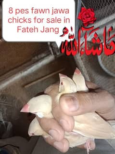 For sale in Fateh Jang to