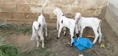 Gulabi Bakri our 3 Bacchon Urgent For Sale call number 03248391654