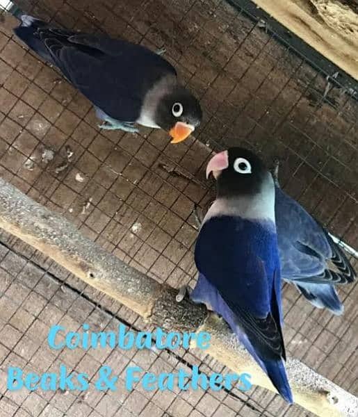 Love bird common lutino, violet triple factor, blue feshri split ino 3