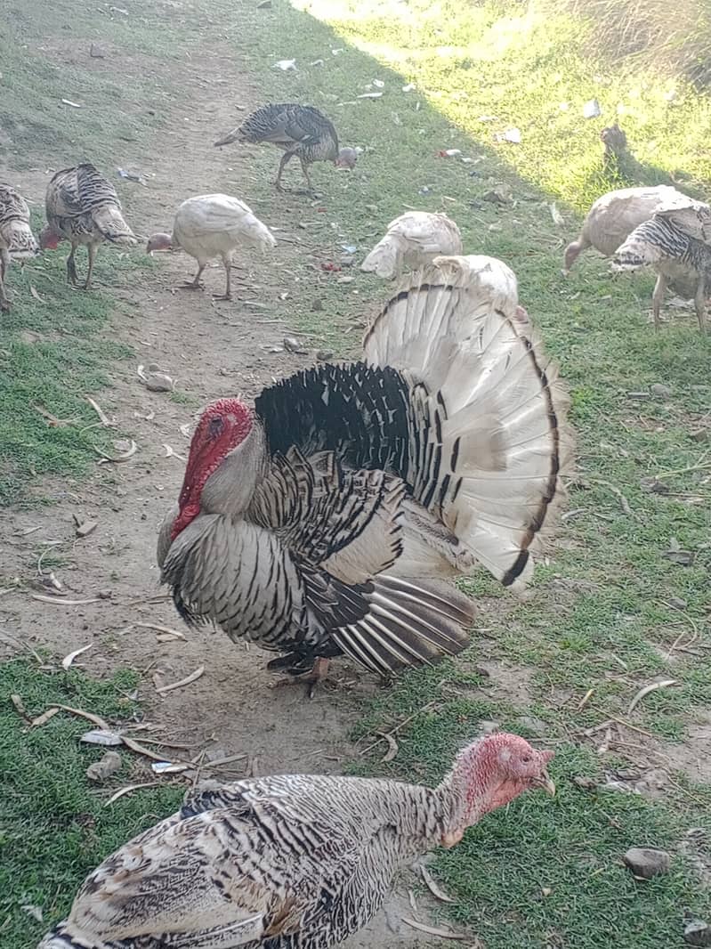 Turkey birds Male female 0