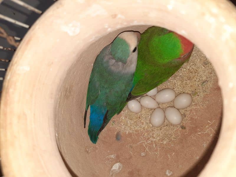 lovebird with eggs 1