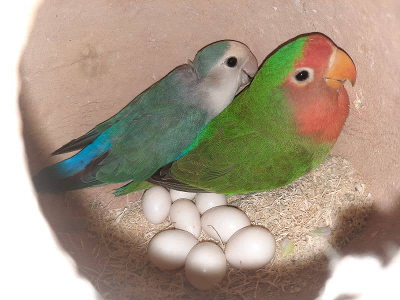 lovebird with eggs 2