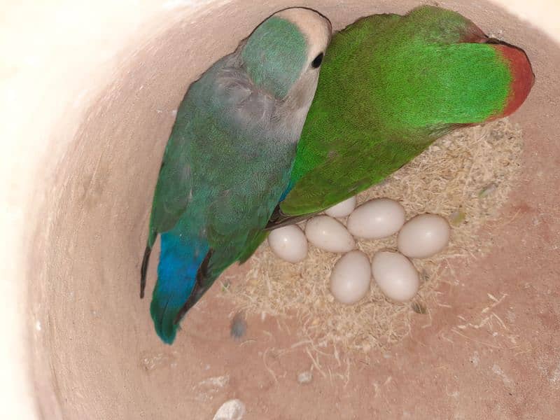 lovebird with eggs 3