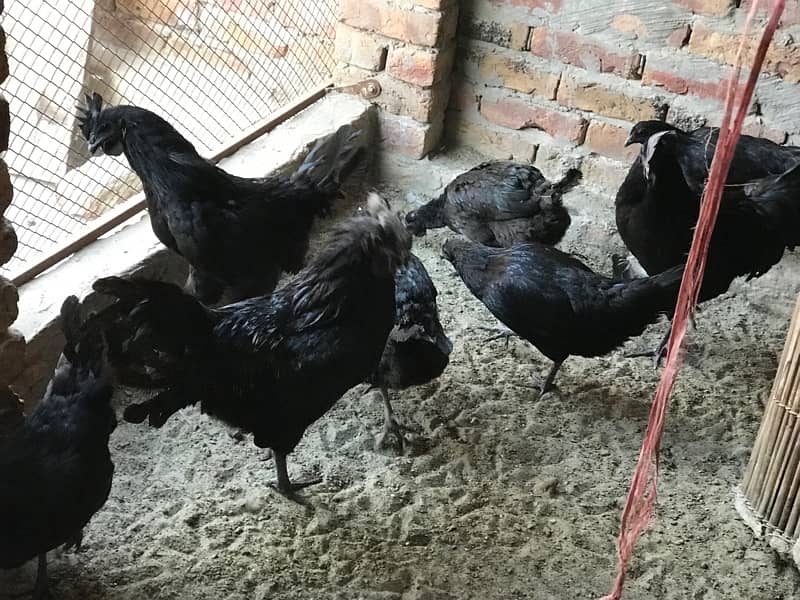 Ayam Cemani Chicks for sale 800 Per piece 6
