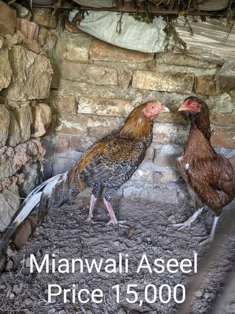 Aseel murgay / Aseel mianwali hens / Murga for sale 1