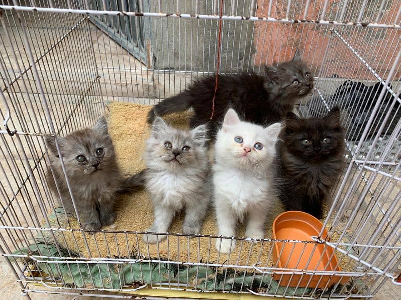 Persian Kittens for Sale 1