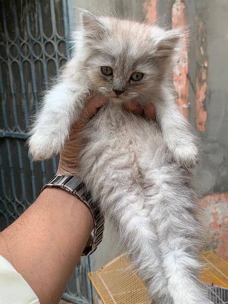 Persian Kittens for Sale 2