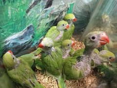 Green Ringneck 45 to 50 days old chicks / mithoo