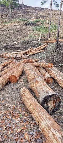 pine wood (chir)
