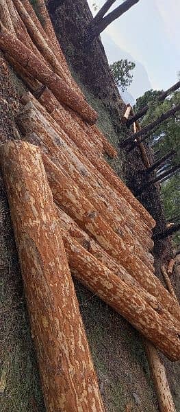 pine wood (chir) 1