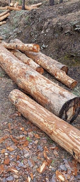 pine wood (chir) 3