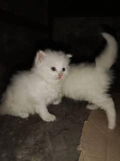 Pure Persian kittens | piki face kittens | Cat