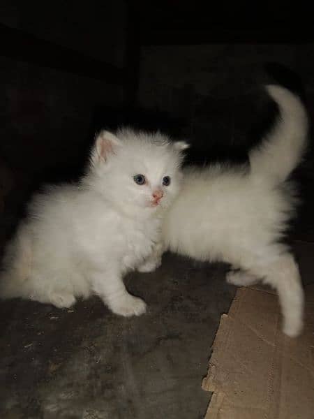 Pure Persian kittens | piki face kittens | Cat 0