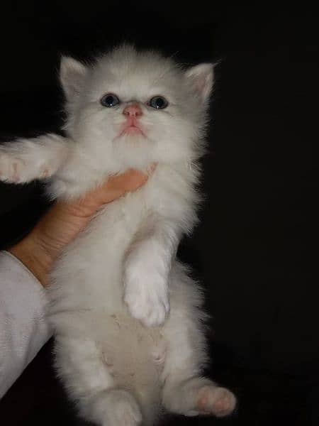 Pure Persian kittens | piki face kittens | Cat 1