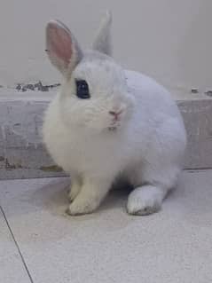 hot dot dwarf female rabbit