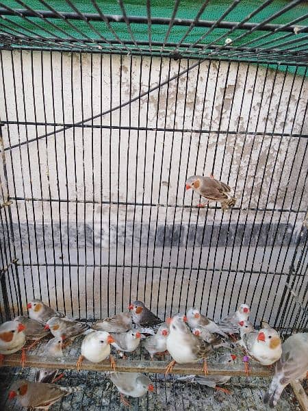 finch for sale 3