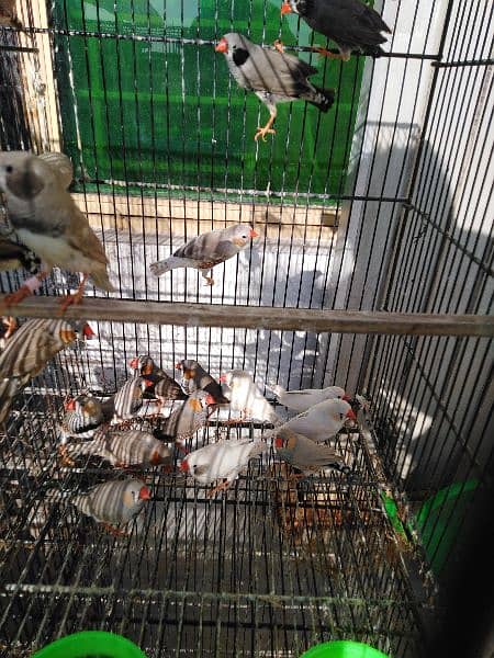 finch for sale 4