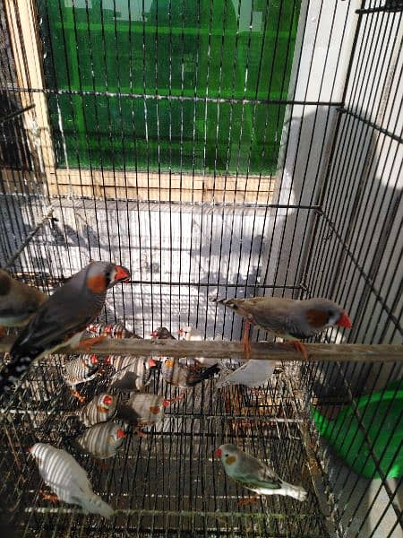 finch for sale 5