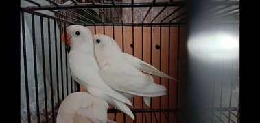 albino black eye for sale(red eye splits)