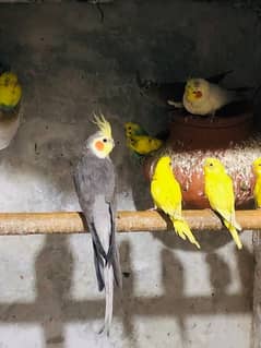 Cockatiels and budgies for sale