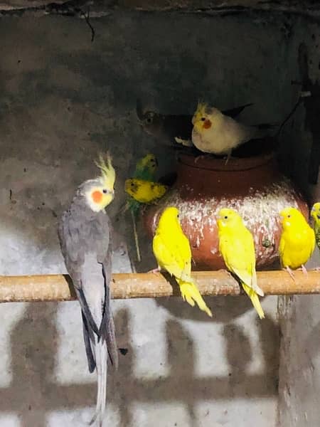 Cockatiels and budgies for sale 1