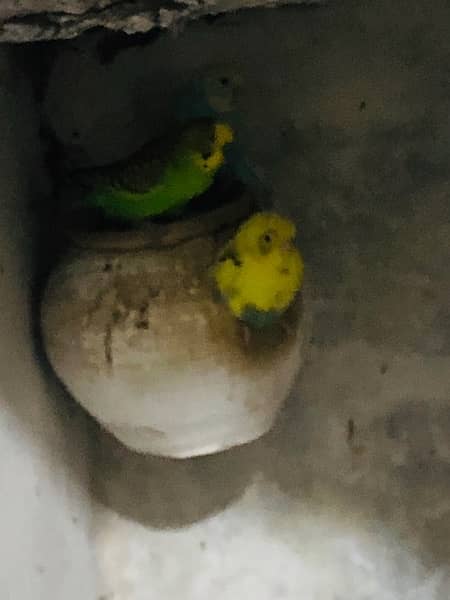 Cockatiels and budgies for sale 3