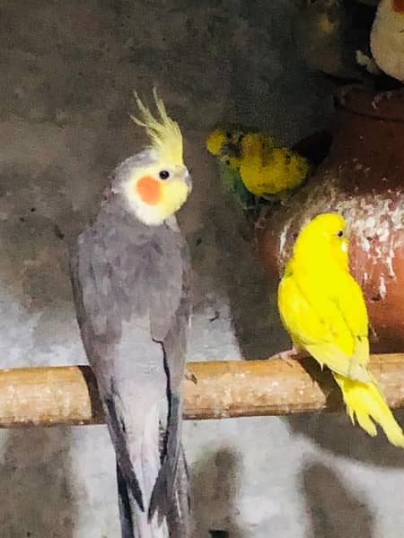Cockatiels and budgies for sale 4