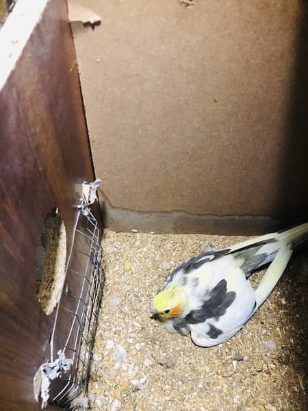 Cockatiels and budgies for sale 5