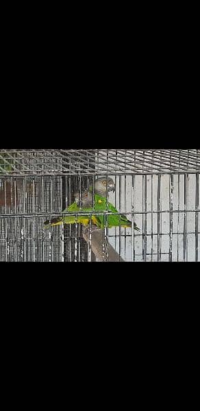 senegal and grey and blue lacewing pair 7